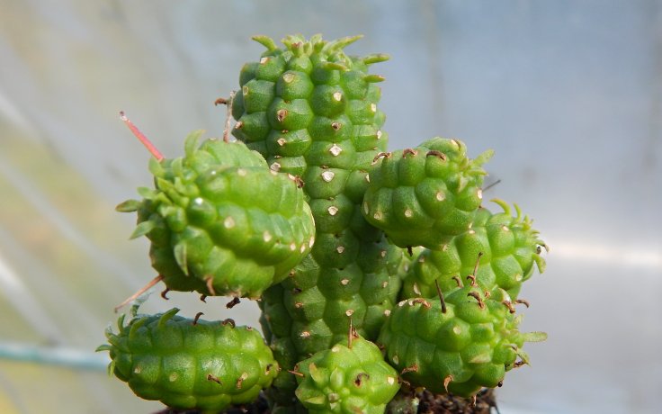 Euphorbia mammillaris - green spure