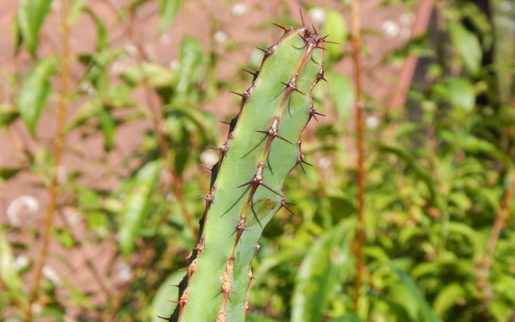 Euphorbia caerulescens sukulenty a kaktusy
