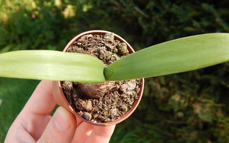 Albuca caudatum sukulenty