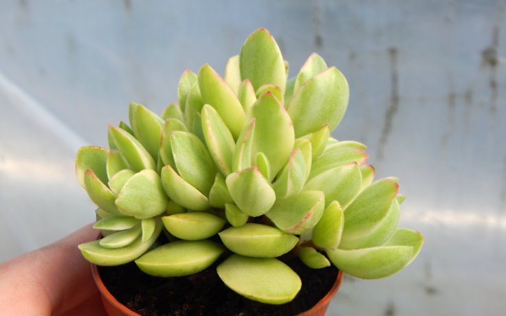 Crassula atropurpurea var. muirii variegata - sukulenty a kaktusy