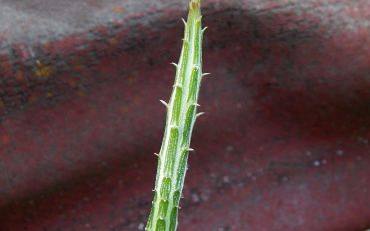 Senecio stapeliiformis ssp. minor (Succulent and Cacti)