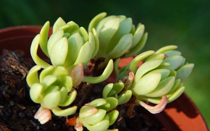 Sedum trollii - skalnička