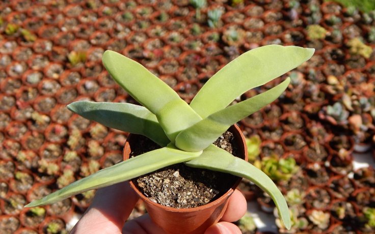 Crassula falcata originální pokojovka