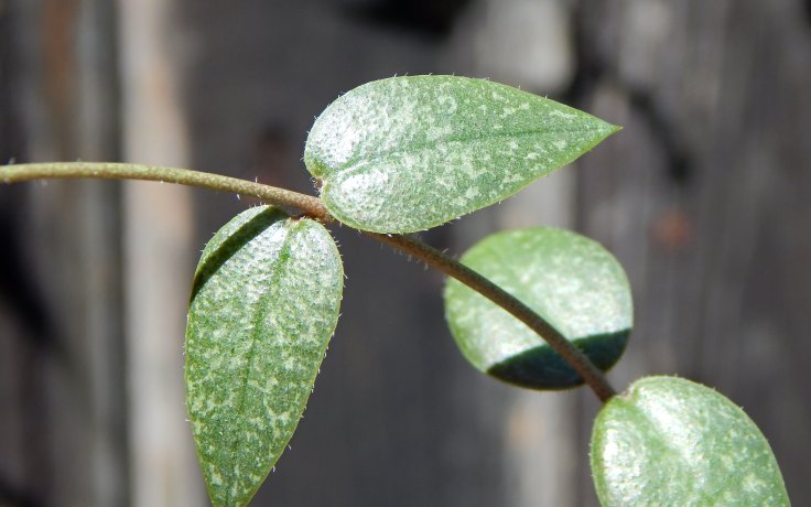 Ceropegia barklyi - vzácný svícník