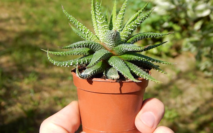 Haworthia attenuata var. radula - houseplant