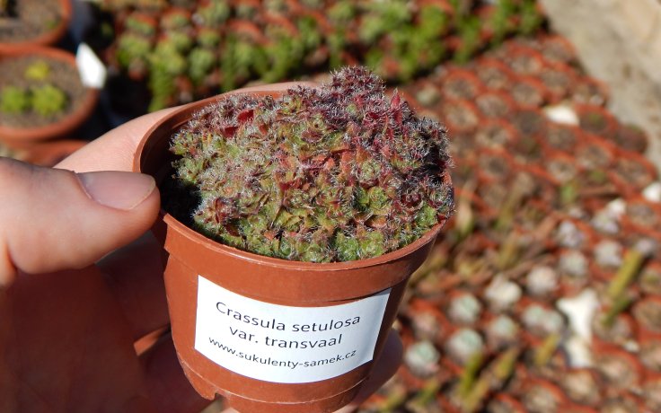 Crassula setulosa var. transvaal pokojovka na slunce