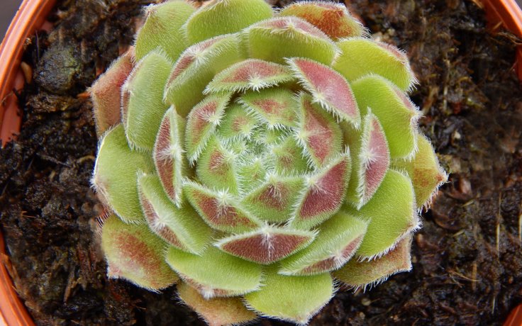 Sempervivum Queen Amealia