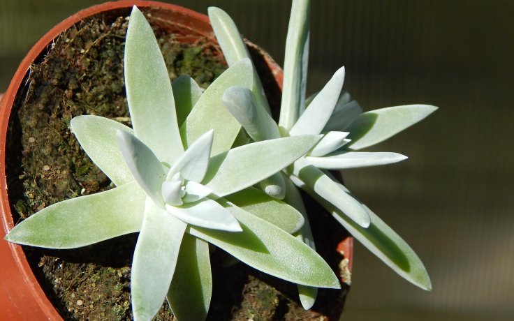 Dudleya greenei White Sprite rostlina na prodej