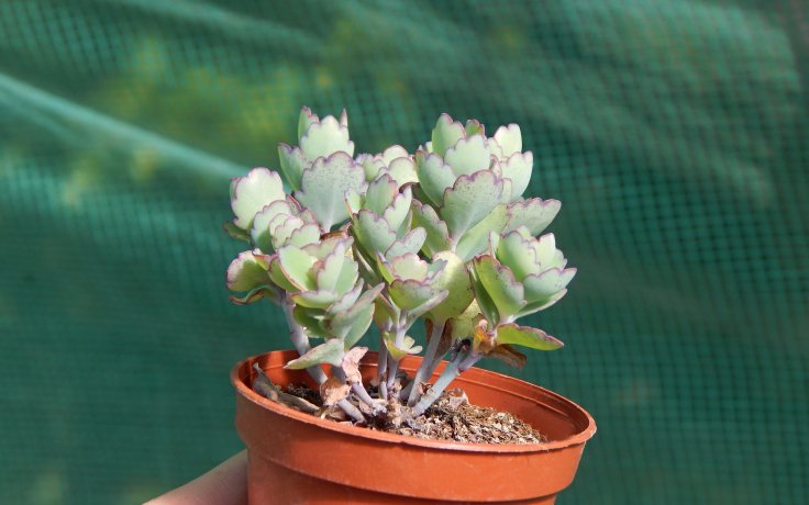Kalanchoe laxiflora