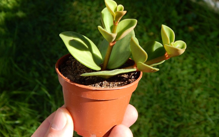 Peperomia tetraphylla Hope sukulentní pokojovka