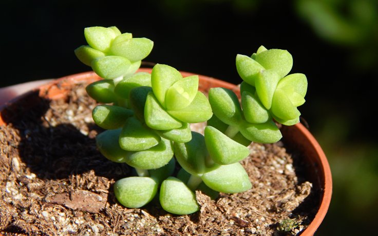 Crassula Tom Thumb - small plant succulent
