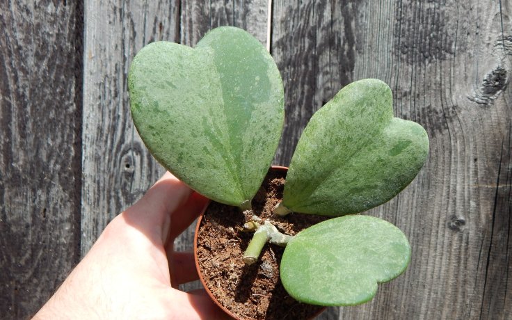 Hoya kerrii Splash - Rare houseplant