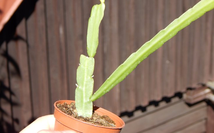 Lepismium bolivianum převislý kaktus