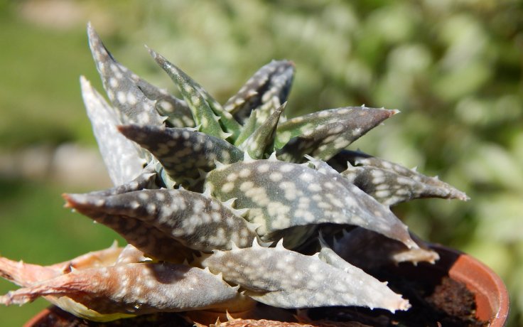 Aloe descoingsii sukulent na prodej