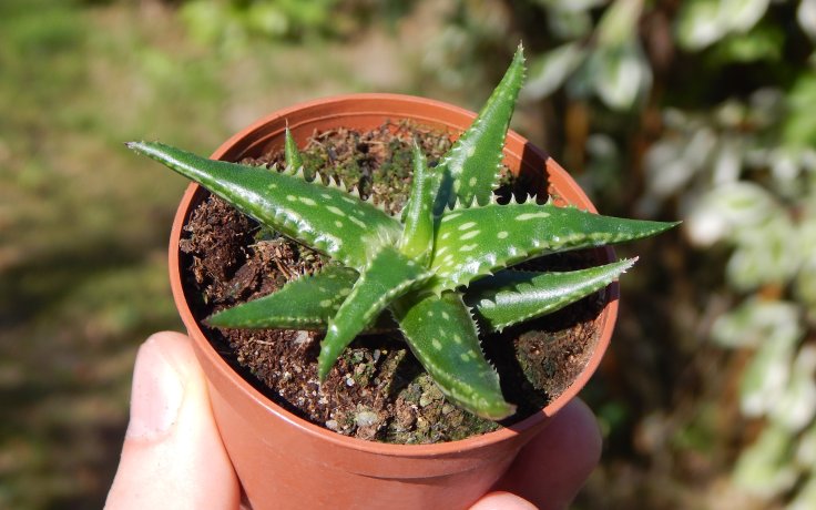 Aloe jucunda - aloe eshop