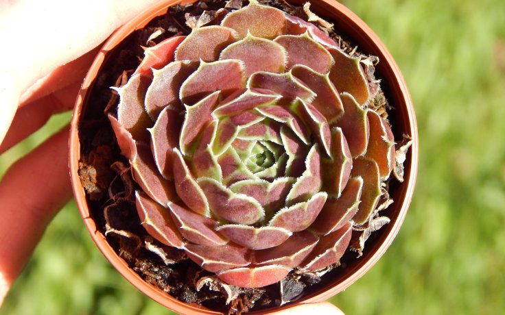 Jovibarba heuffelii Upland Gem