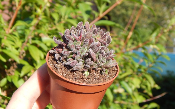 Crassula pubescens pokojovka na slunce