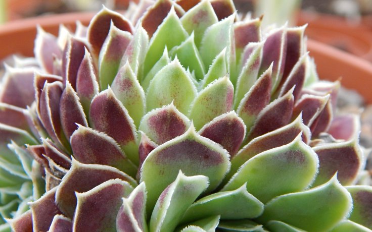 Jovibarba heuffelii Satipo - skalnička