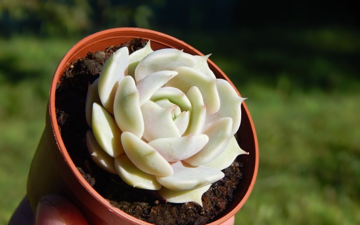 Echeveria Lola samek succulent