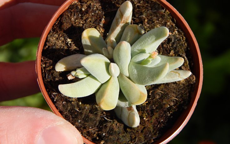 Crassula cornuta
