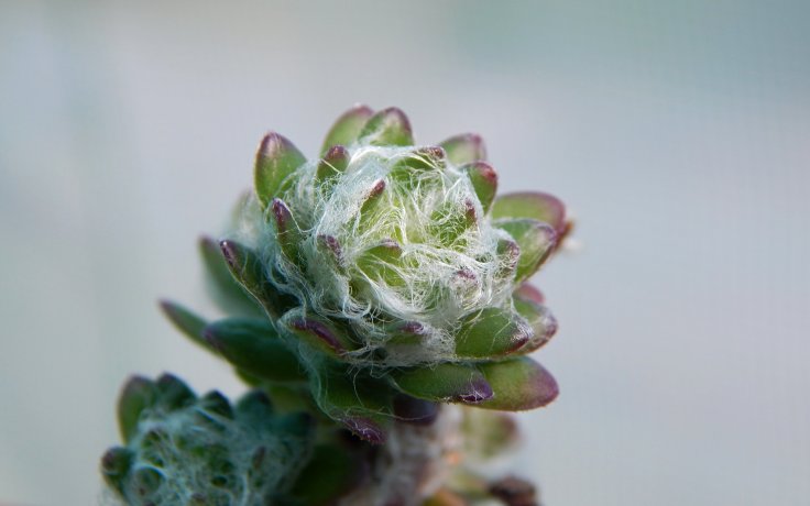 Portulaca werdermannii pokojovka z Brazílie