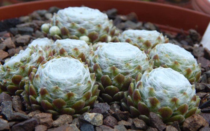Sempervivum Shampoo