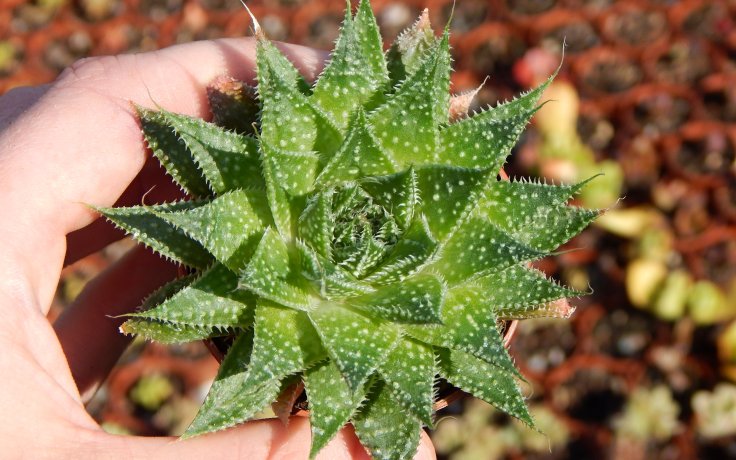 Aloe aristata pokojovka