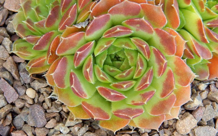 Jovibarba heuffelii Jemina - Succulents