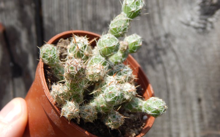 Mammillaria gracilis - cacti and succulents