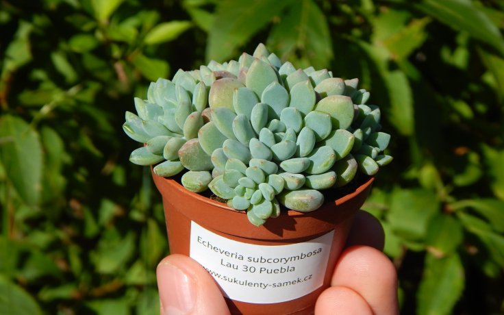 Echeveria subcorymbosa Lau 30 Puebla