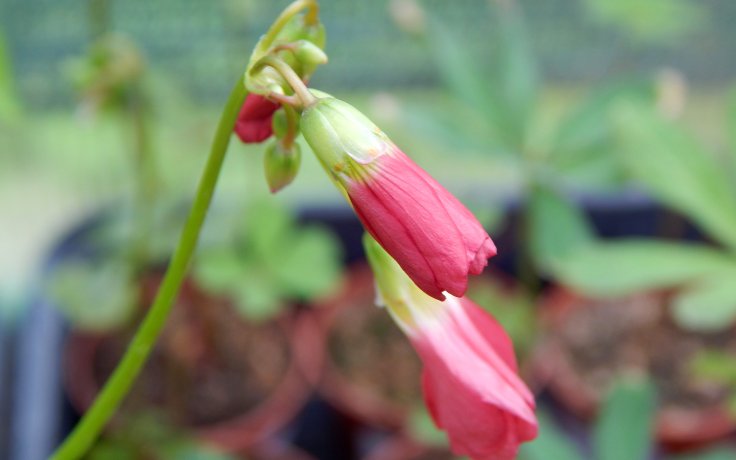 Oxalis deppei květ