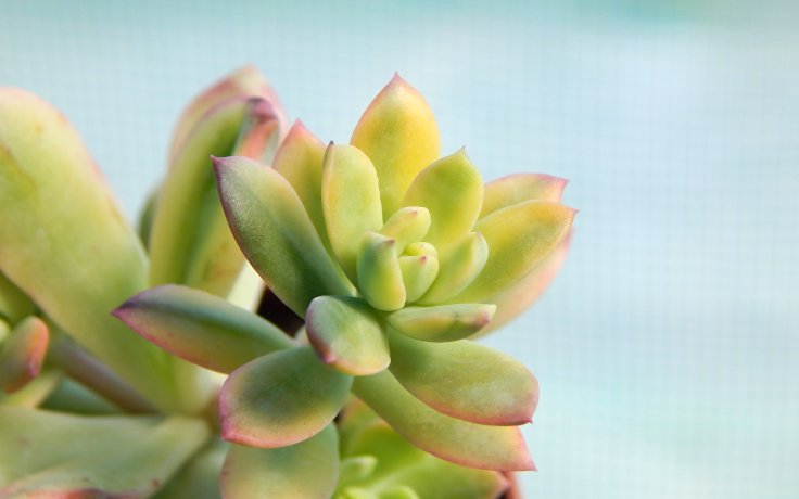 Echeveria Minibele Sunny - dužnatka barevná