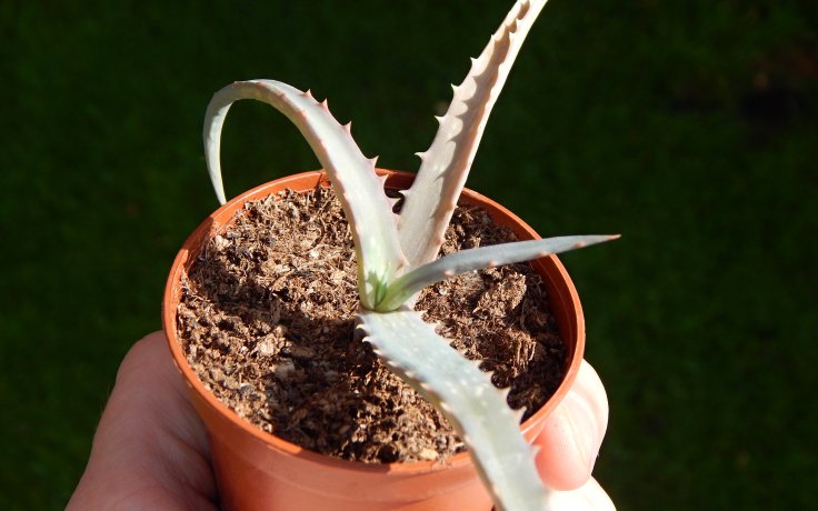 Aloe decaryi