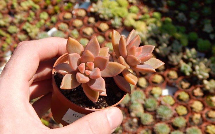 Graptosedum Bronze růžová pokojovka