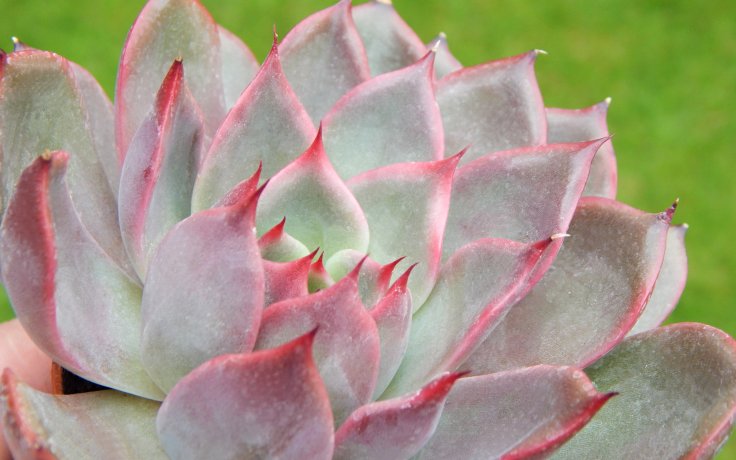 Echeveria Churro