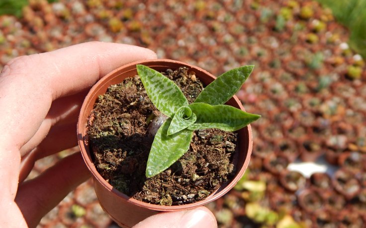 Ledebouria pauciflora sukulent pro začátečníky