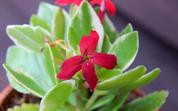 Kalanchoe Debora květ