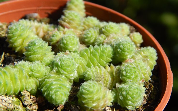 Sedum humifusum - small spure succulents