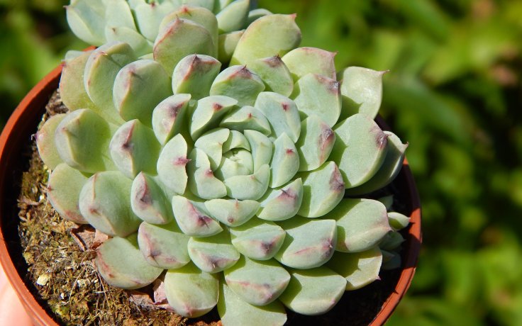 Echeveria Meetup - succulent