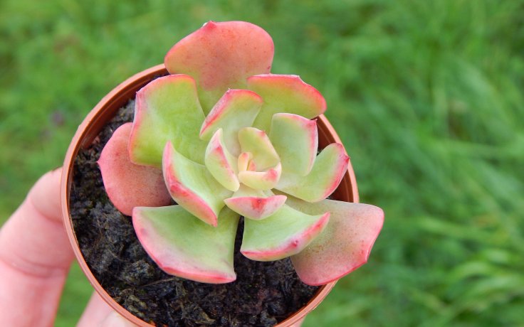 Echeveria Briar Rose - sukulenty samek
