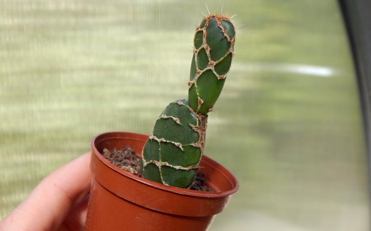 Opuntia zebrina reticulata Cobra