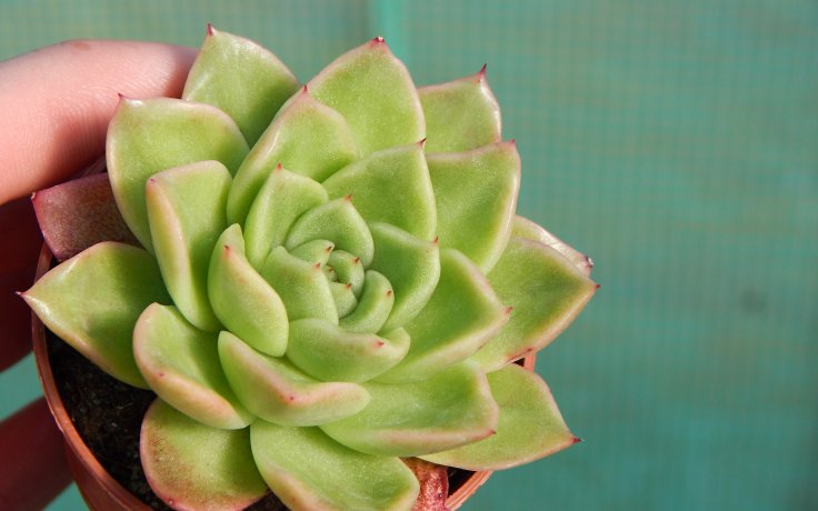 Echeveria Leisal - pokojovka na slunce