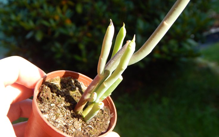 Euphorbia mauritanica pryšec