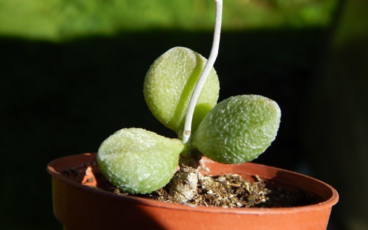 Adromischus marianiae Alveolatus