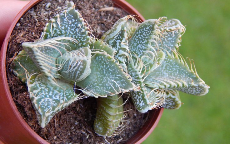Faucaria tigrina Grahamston - sukulenty samek