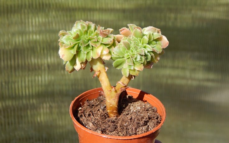 Aeonium arboreum cristata