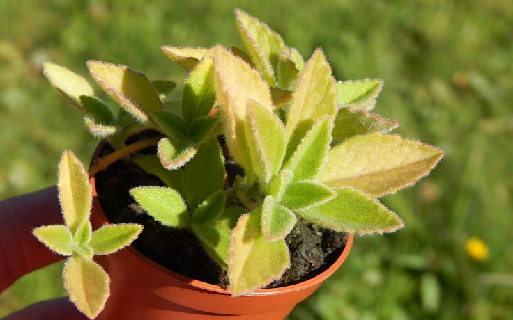 Plectranthus zatarhendi