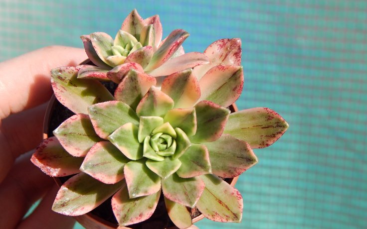 Aeonium Bronze Medal variegata