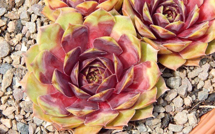 Sempervivum Kiara - hardy succulents