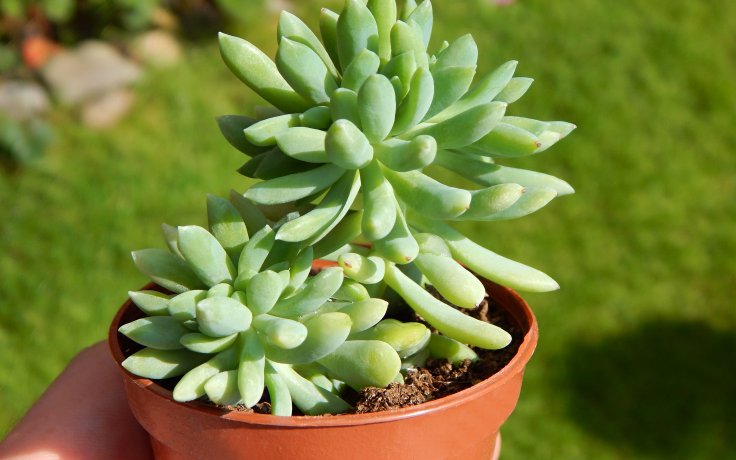 Pachyveria Yvonne cristata